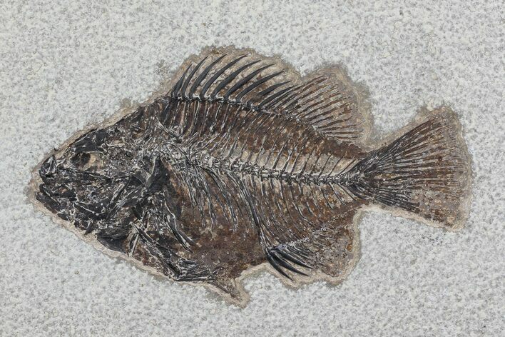 Cockerellites (Priscacara) Fossil Fish - Wyoming #79359